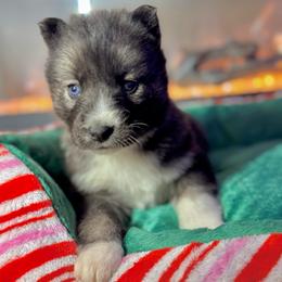 Eve - Agouti and white female Siberian Husky puppy in Tiverton, Rhode Island from Mount Hope Siberians