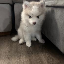 Lady - Merle female Pomsky puppy in West Sacramento, California from Pinkie's Pomskies
