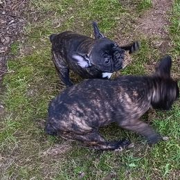 French Bulldog All Grown Up from Jettons Jewels Frenchies