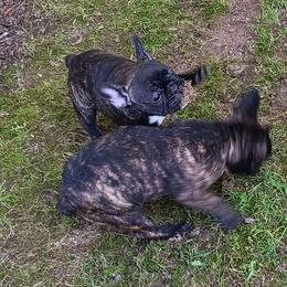 French Bulldog All Grown Up from Jettons Jewels Frenchies
