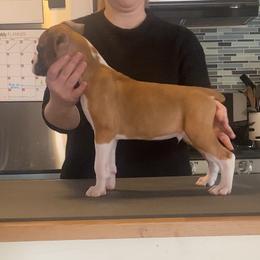 Boxer Puppies from Meraki Boxers
