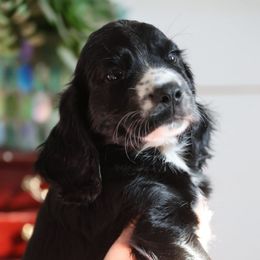 River - Black and white male English Cocker Spaniel puppy in New Mexico from HighBrassGunDogs