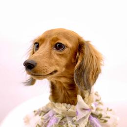 Frisbee - Dachshund