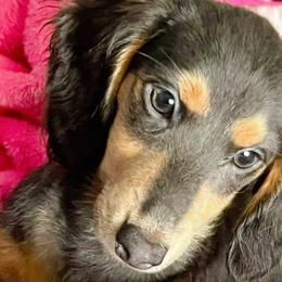 BELLA - Dachshund