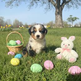 Shania Twain - Blue merle female Miniature Australian Shepherd puppy in Godley, Texas from Bradley Kennels