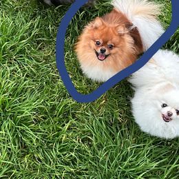 Atticus - Pomeranian