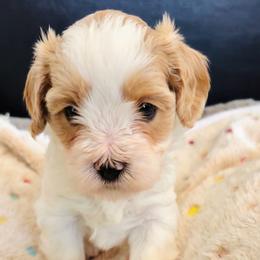 Peanut - Gold and white male Cavatzu puppy in Turlock, California from Charming Woofs