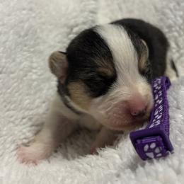 Pembroke Welsh Corgis from Red Dirt Corgis