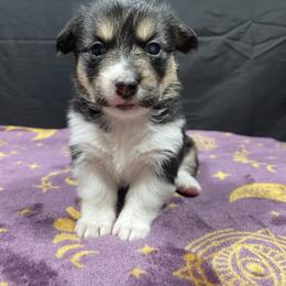 Bunny - Black and tan female Pembroke Welsh Corgi puppy in Barstow, California from Caldwell’s Corgis of Southern California