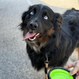Indy - Australian Shepherd