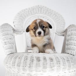 Delilah - Sable female Pembroke Welsh Corgi puppy in Adairsville, Georgia from Ingram's Corgis