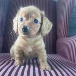 Peanut - Wheaten male Dachshund puppy in Arthur, Illinois from Chupp’s Puppies