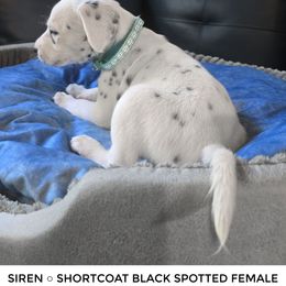 Siren - White and black female Dalmatian puppy in Salem, Missouri from Paradise Spots Dalmatians