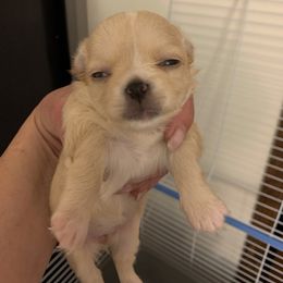 American Staffordshire Terrier and Chihuahua Puppies from Bellastaff