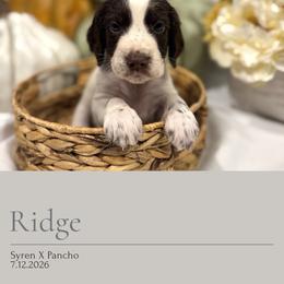Ridge - Liver and white male English Springer Spaniel puppy in Arcadia, Florida from Redemption Fields Springer Spaniels