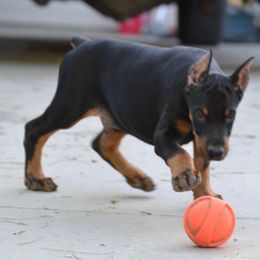 Doberman Pinscher Puppies from Obsidian Kennels
