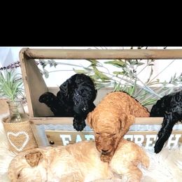 Poodle Puppies from Caboodles of Poodles
