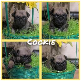 Cookie - Fawn female Pug puppy in Winter Haven, Florida from Lisa's Pugalicious Pugs