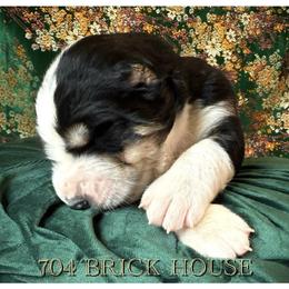 Boy 4 - male Central Asian Shepherd Dog puppy in Marshville, North Carolina from 704 Central Asian Shepherds