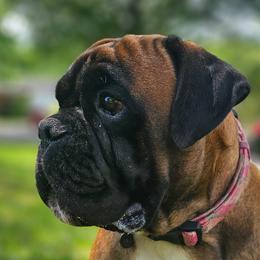Boxers from Seven Kingdom Boxers