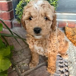 Aussiedoodle and Goldendoodle Puppies from Skyridge Doodles
