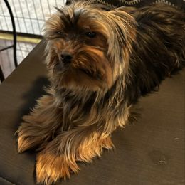 Finley - Yorkshire Terrier