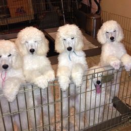 Poodle Puppies from Bonnie Weyrauch
