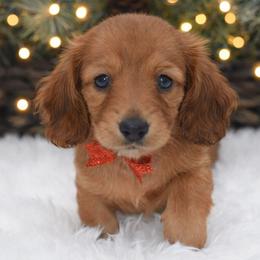 Arendelle- AKC Import Lines - Red female Dachshund puppy in Coweta, Oklahoma from Sunnyside Dachshunds