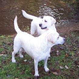 Labrador Retriever Puppies from Cougar Creek