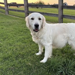 Angel - Golden Retriever