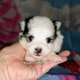 Beech - 1800 - Black and white male Pomsky puppy in Spring Hill, Florida from www.PuppyTimeEmporium.com