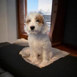 Koda - Parti male Goldendoodle puppy in Shelby Township, Michigan from Shelby Doodles MI LLC