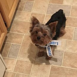 Biewer Terriers, Morkies, and Yorkshire Terriers from Kimora’s Kreation’s Kennel