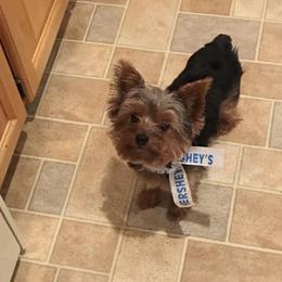 Biewer Terriers, Morkies, and Yorkshire Terriers from Kimora’s Kreation’s Kennel