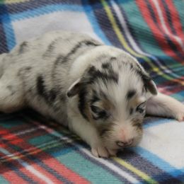 Nina - Blue merle female Australian Shepherd puppy in Kansas, Oklahoma from Windy G Farm