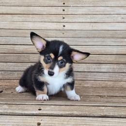 Sissy - Black and tan female Pembroke Welsh Corgi puppy in Anton, Texas from X Bar's Lil Legs of Texas