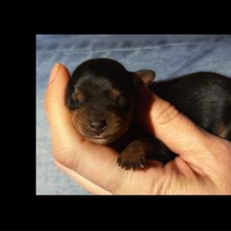 Thorne - Black and tan male Cavapoo puppy in Battle Lake, Minnesota from Panda Puppies