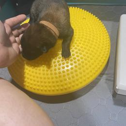 Belgian Malinois and German Shepherd Puppies from Madhouse’s Belgian Malinois and German Shepherds