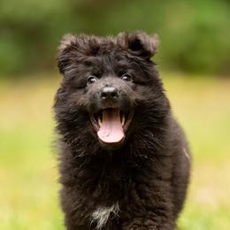 German Shepherd Puppies from Crescent Lake Shepherds
