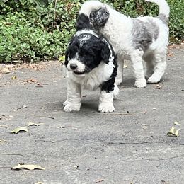 Labradoodle Puppies from Bear Creek Labradoodles