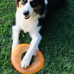 Australian Shepherds from Molly and Me Aussies