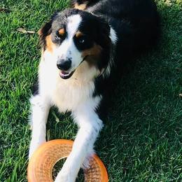 Australian Shepherds from Molly and Me Aussies