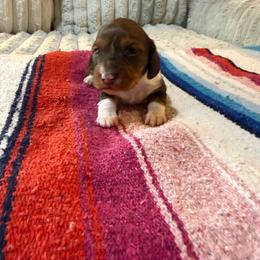 Flora - Piebald female Dachshund puppy in Cabool, Missouri from Hidden Valley Farms