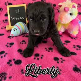 Liberty - Black and white female Sheepadoodle puppy in Glen Rose, Texas from Clevenger’s Sheepadoodle Fur Baby Farm