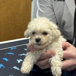Sunny - Cream female Maltipoo puppy in Wendell, North Carolina from Teddys Teddy Bears