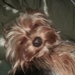 Cashe - Yorkshire Terrier