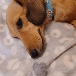 Sage - Dachshund