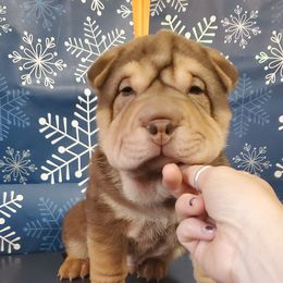 Lapua - Brown male Chinese Shar-Pei puppy in Ste. Marie, Illinois from JoShel’s Silver Lined Wrinkles and Tails