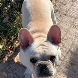French Bulldogs from Spring's French Bulldogs