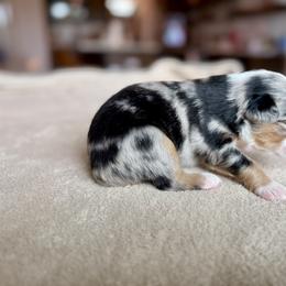 Miniature Australian Shepherd Puppies from Dripping Springs Mini Aussies